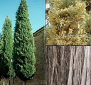Italian Cypress